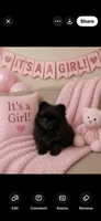 Jewels , a female Pomeranian for sale in Sanford, NC – 1 of 2
