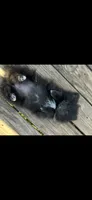 Midnight (3), a female Pomeranian for sale in Sanford, NC – 2 of 5