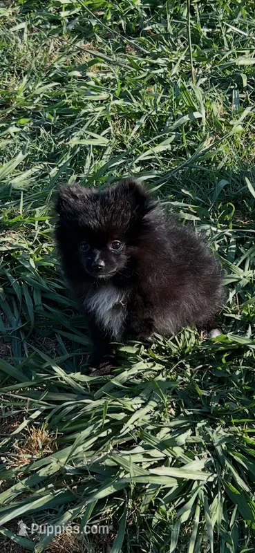 Midnight (3) – Pomeranian puppy for sale in Sanford, NC
