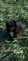 Midnight (3), a female Pomeranian for sale in Sanford, NC – 1 of 5