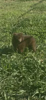 Puddin male, a male Pomeranian for sale in Sanford, NC – 7 of 10
