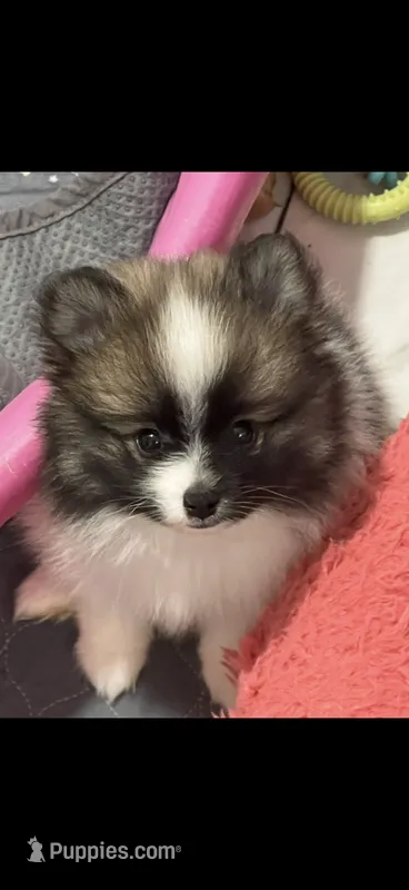 Jewels 4 – Pomeranian puppy for sale in Sanford, NC
