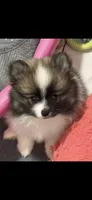 Jewels 4, a male Pomeranian for sale in Sanford, NC – 1 of 1