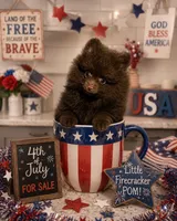Puddin male, a male Pomeranian for sale in Sanford, NC – 3 of 10