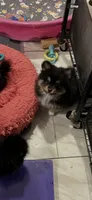 Jewel 3, a male Pomeranian for sale in Sanford, NC – 2 of 2