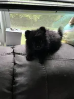 Jewels , a female Pomeranian for sale in Sanford, NC – 2 of 2