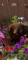 Puddin male, a male Pomeranian for sale in Sanford, NC – 9 of 10