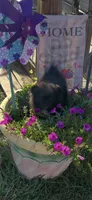 Midnight (3), a female Pomeranian for sale in Sanford, NC – 4 of 5