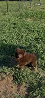 Puddin female, a female Pomeranian for sale in Sanford, NC – 7 of 7
