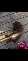 Puddin male, a male Pomeranian for sale in Sanford, NC – 5 of 10