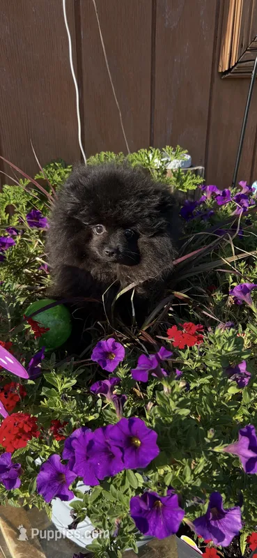 Midnight (2) – Pomeranian puppy for sale in Sanford, NC
