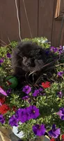 Midnight (2), a female Pomeranian for sale in Sanford, NC – 1 of 3