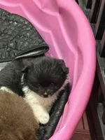 Puddin male, a male Pomeranian for sale in Sanford, NC – Photo 2 of 2