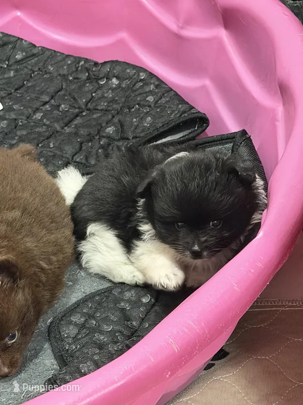 Puddin male – Pomeranian puppy for sale in Sanford, NC