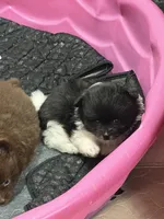 Puddin male, a male Pomeranian for sale in Sanford, NC – Photo 1 of 2