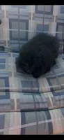 Midnight (2), a female Pomeranian for sale in Sanford, NC – 3 of 3
