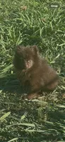 Puddin male, a male Pomeranian for sale in Sanford, NC – 8 of 10