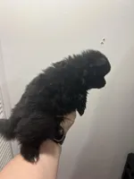 Puddin female, a female Pomeranian for sale in Sanford, NC – Photo 2 of 2