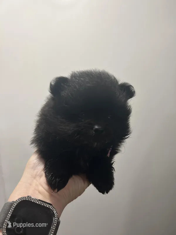 Puddin female – Pomeranian puppy for sale in Sanford, NC