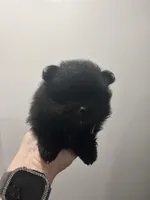 Puddin female, a female Pomeranian for sale in Sanford, NC – Photo 1 of 2