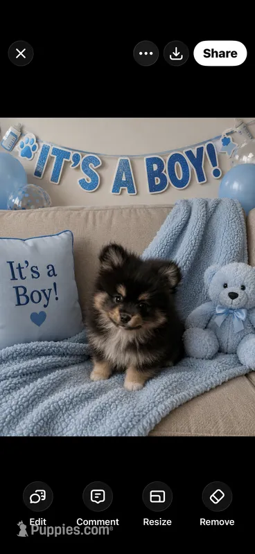 Jewel 3 – Pomeranian puppy for sale in Sanford, NC