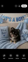 Jewel 3, a male Pomeranian for sale in Sanford, NC – 1 of 2