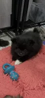 Jewels 5, a male Pomeranian for sale in Sanford, NC – 2 of 2