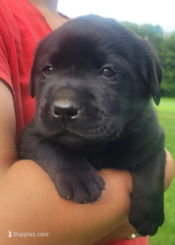 Marshall  – Labrador Retriever puppy for sale in Geneva, NY