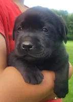 Marshall , a male Labrador Retriever for sale in Geneva, NY – 1 of 10