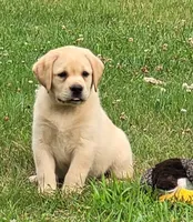 Lexi, English Labrador , a female Labrador Retriever for sale in Geneva, NY – 1 of 10