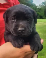Morgan, a female Labrador Retriever for sale in Geneva, NY – 7 of 10
