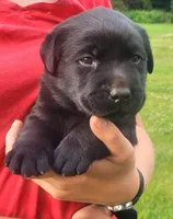 Morgan, a female Labrador Retriever for sale in Geneva, NY – 10 of 10