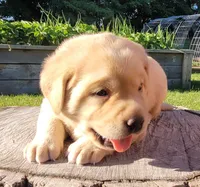 Lexi, English Labrador , a female Labrador Retriever for sale in Geneva, NY – 4 of 10
