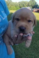 Laredo, English Labrador , a male Labrador Retriever for sale in Geneva, NY – 7 of 10