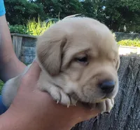 Lasso , English Labrador, a male Labrador Retriever for sale in Geneva, NY – 7 of 10