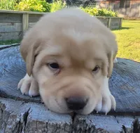 Lexi, English Labrador , a female Labrador Retriever for sale in Geneva, NY – 7 of 10