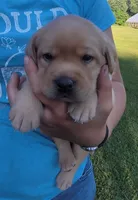 Laredo, English Labrador , a male Labrador Retriever for sale in Geneva, NY – 2 of 10