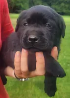 Marshall , a male Labrador Retriever for sale in Geneva, NY – 7 of 10