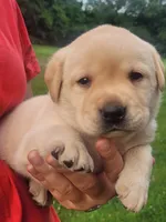 Montana , a female Labrador Retriever for sale in Geneva, NY – 4 of 9