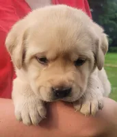 Meadow , a female Labrador Retriever for sale in Geneva, NY – 3 of 9