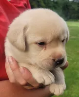 MacGyver , a male Labrador Retriever for sale in Geneva, NY – 6 of 10