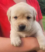 Montana , a female Labrador Retriever for sale in Geneva, NY – 6 of 9