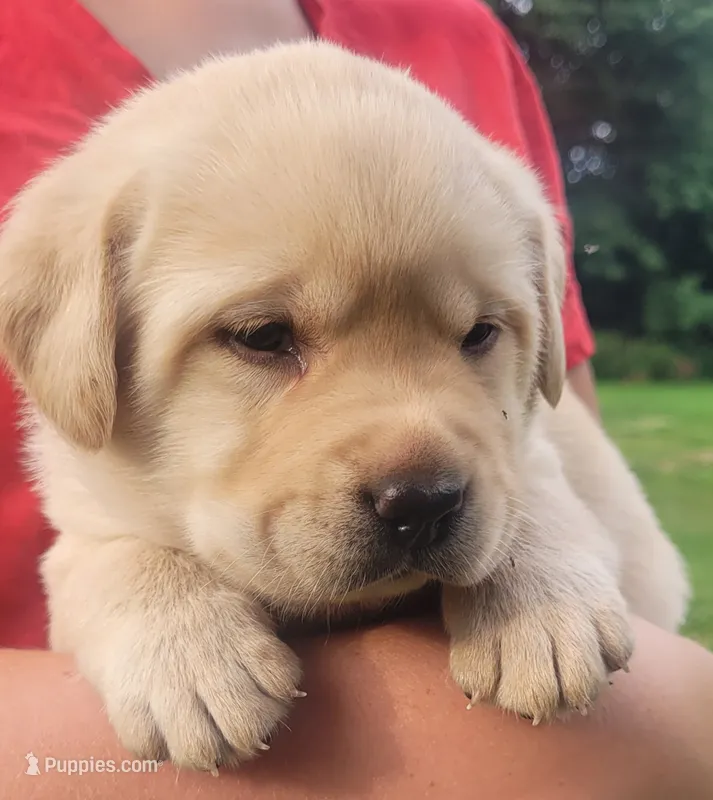 Meadow  – Labrador Retriever puppy for sale in Geneva, NY