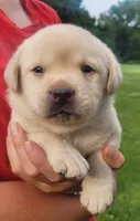 MacGyver , a male Labrador Retriever for sale in Geneva, NY – 5 of 10