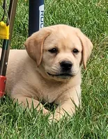 Lexi, English Labrador , a female Labrador Retriever for sale in Geneva, NY – 5 of 10
