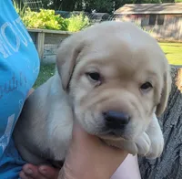 Lexi, English Labrador , a female Labrador Retriever for sale in Geneva, NY – 2 of 10