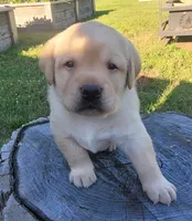 Legend,  English Labrador , a male Labrador Retriever for sale in Geneva, NY – 8 of 10