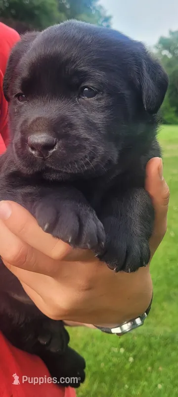 Morgan – Labrador Retriever puppy for sale in Geneva, NY