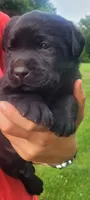 Morgan, a female Labrador Retriever for sale in Geneva, NY – 1 of 10