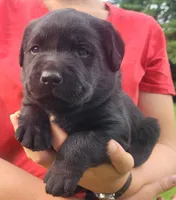 Maverick , a male Labrador Retriever for sale in Geneva, NY – 7 of 10